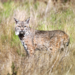 Lynx rufus californicus - Photo (c) Blake Matheson, algunos derechos reservados (CC BY-NC)