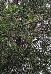 Callosciurus erythraeus