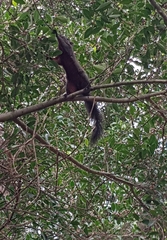 Callosciurus erythraeus