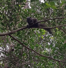 Callosciurus erythraeus