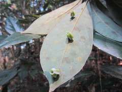 Daphnephila urnicola