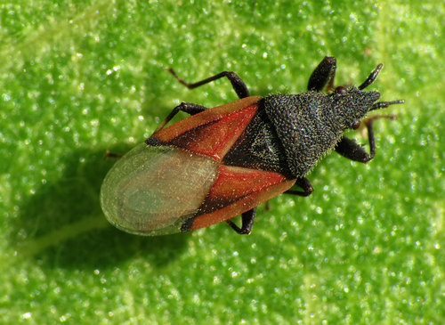 Lime seed bug