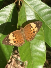 Cupha erymanthis lotis