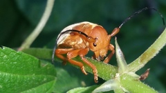 Pythais scutigera