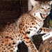 Lynx rufus baileyi - Photo Michael Romanov, sem restrições de direitos de autor conhecidas (domínio público)