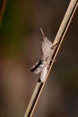 Cirphula pyrrhocnemis