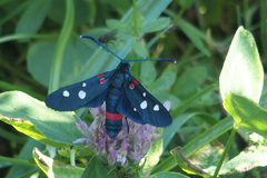 Zygaena ephialtes