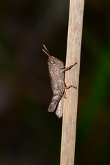 Cirphula pyrrhocnemis