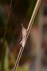 Cirphula pyrrhocnemis