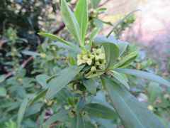Daphne pseudomezereum
