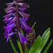 Hyacinth - Photo (c) Alzheimer1, some rights reserved (CC BY-NC-SA)