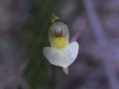 Utricularia adamsii