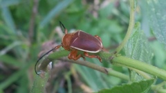 Pythais scutigera