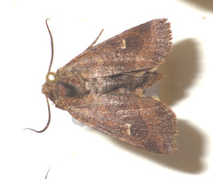 Eriopygodes imbecilla