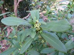 Daphne pseudomezereum