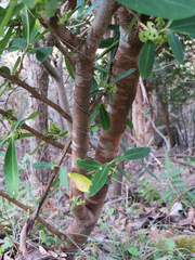 Daphne pseudomezereum