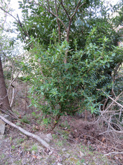 Daphne pseudomezereum