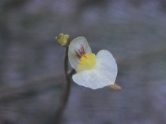 Utricularia adamsii