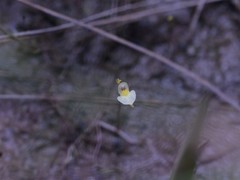 Utricularia adamsii