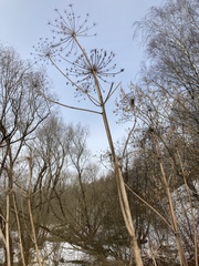 Heracleum sosnowskyi