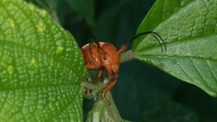 Pythais scutigera
