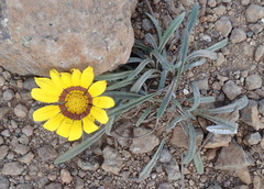 Gazania linearis linearis