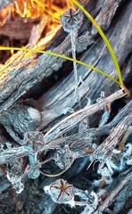 Trichodiadema strumosum