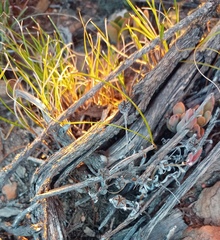 Trichodiadema strumosum