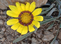 Gazania linearis linearis