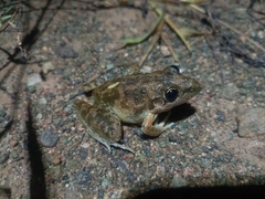 Litoria inermis