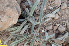 Gazania linearis linearis