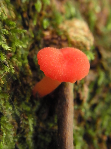 Hygrocybe