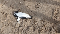 Spheniscus magellanicus