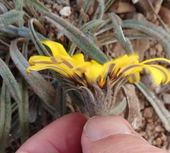 Gazania linearis linearis