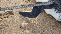 Spheniscus magellanicus