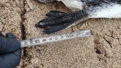 Spheniscus magellanicus