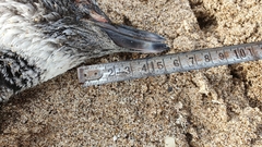 Spheniscus magellanicus