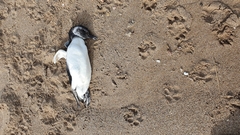 Spheniscus magellanicus