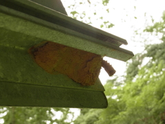 Orancistrocerus drewseni