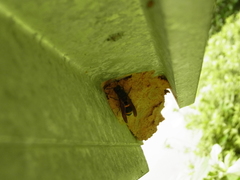 Orancistrocerus drewseni