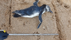 Spheniscus magellanicus