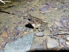 Litoria inermis