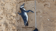 Spheniscus magellanicus