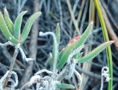 Trichodiadema strumosum