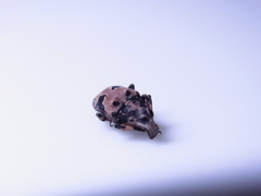 Tropideres roelofsi