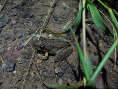 Litoria inermis