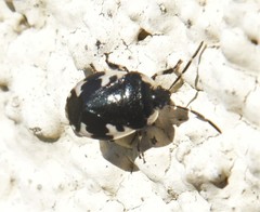 Tritomegas rotundipennis
