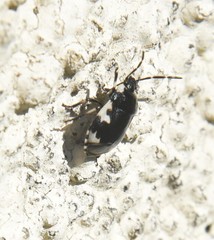 Tritomegas rotundipennis