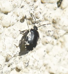 Tritomegas rotundipennis