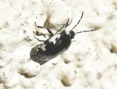 Tritomegas rotundipennis